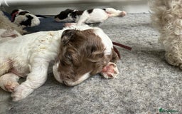 Labradoodle dogs for sale: Therapy breeder 5th gen miniature F1bbbb - Image 17