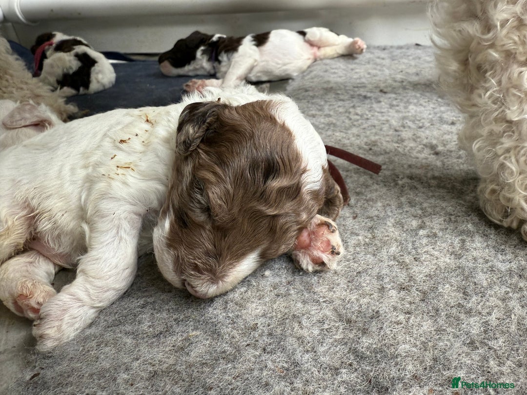 Labradoodle dogs for sale: Therapy breeder 5th gen miniature F1bbbb - Image 17