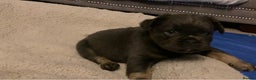 French Bulldog dogs for sale: French bulldogs puppy’s for sale - Advert 12