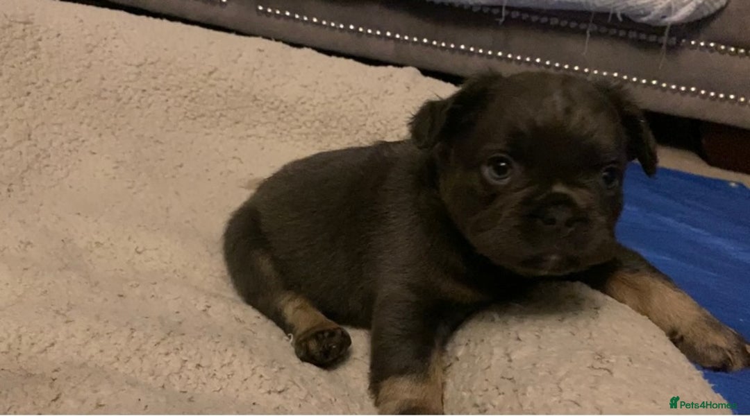 French Bulldog dogs for sale: French bulldogs puppy’s for sale - Advert 12