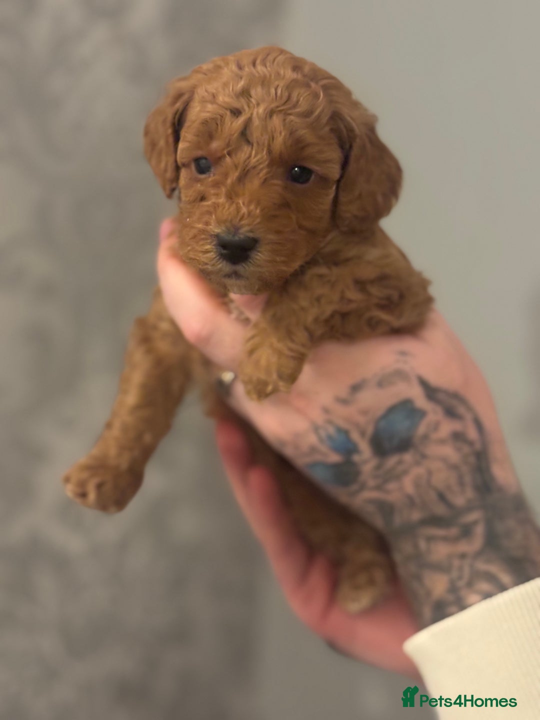 Toy Poodle dogs for sale: Toy poodle puppies *Ready for  ** * - Advert 29