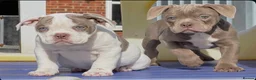 Old Tyme Bulldog dogs for sale: Trusted breeder of 24 years  - Advert 8