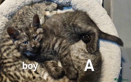 Maine Coon cats for sale: Maine coon cross kittens  - Advert 24