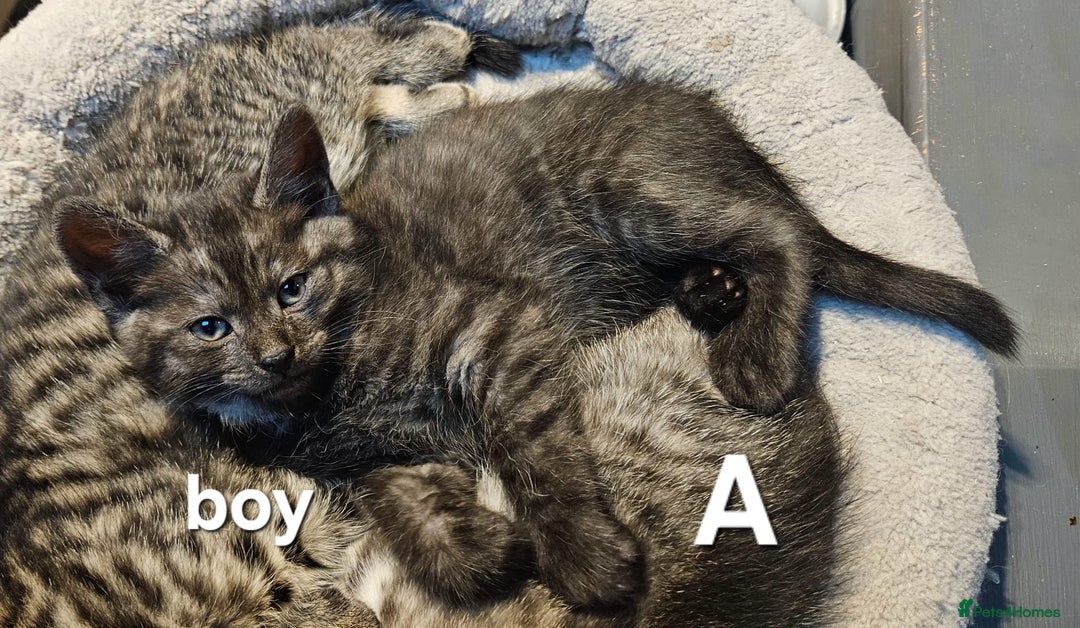 Maine Coon cats for sale: Maine coon cross kittens  - Advert 24