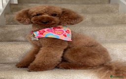 Labradoodle dogs for sale: 5 amazing HT red multi double doodles❤️💙 - Image 3
