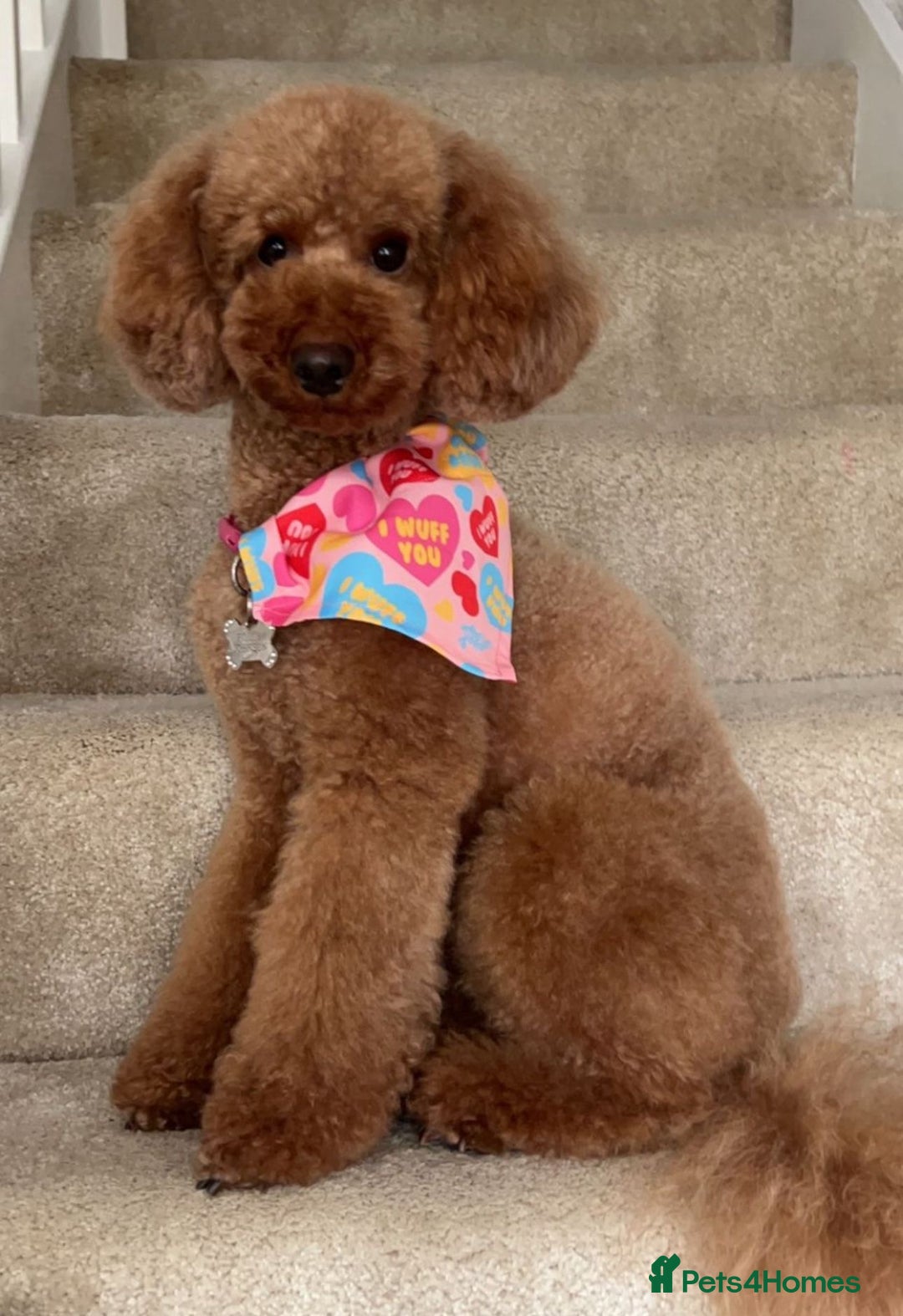 Labradoodle dogs for sale: 5 amazing HT red multi double doodles❤️💙 - Image 3