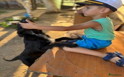 Mixed Breed dogs for adoption: LION - a Lovely young Boy, for a Loving Home - Image 9