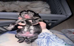 Mixed Breed dogs for sale: Chowski pups for sale - Image 8
