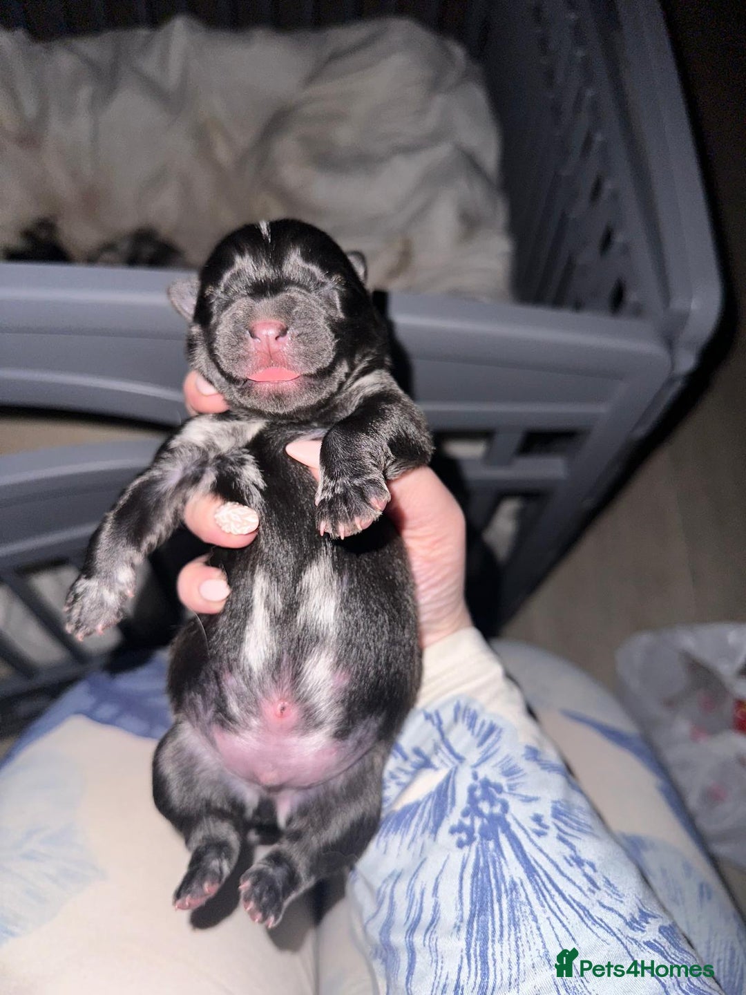 Mixed Breed dogs for sale: Chowski pups for sale - Image 8