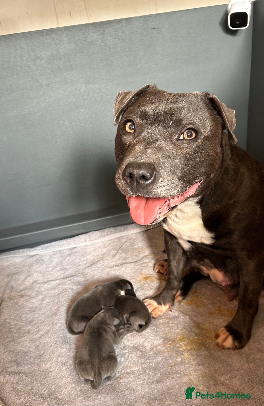 Staffordshire Bull Terrier dogs for sale: Beautiful KC Staffordshire bull terrier Puppies - Image 8