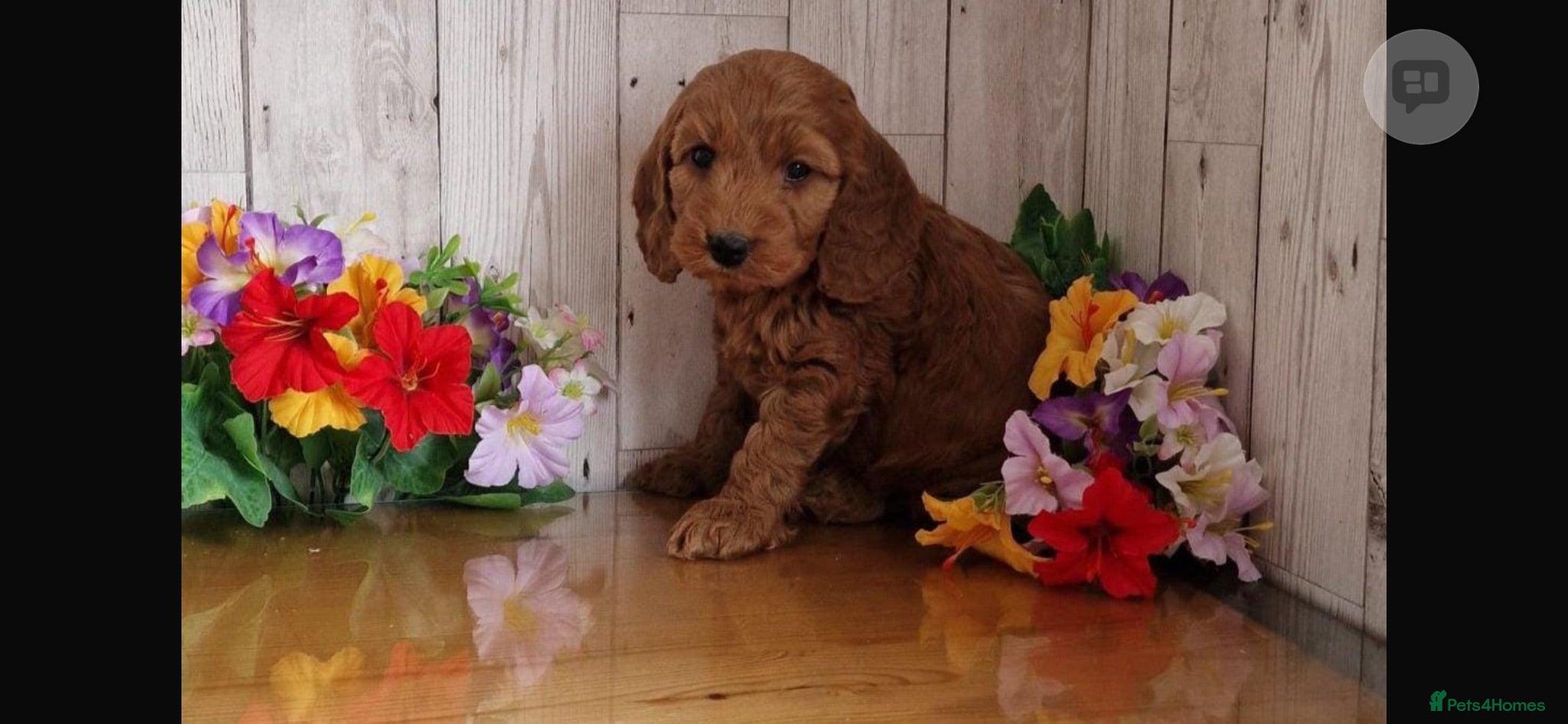 Cavapoo dogs Ms penelope henshaw - Advert 15