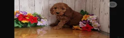 Cavapoo dogs for sale: Ms penelope henshaw - Advert 1