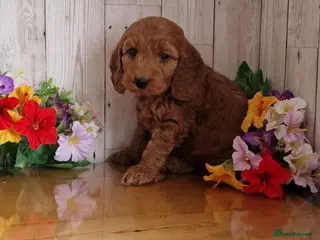Cavapoo dogs Ms penelope henshaw - Advert 15