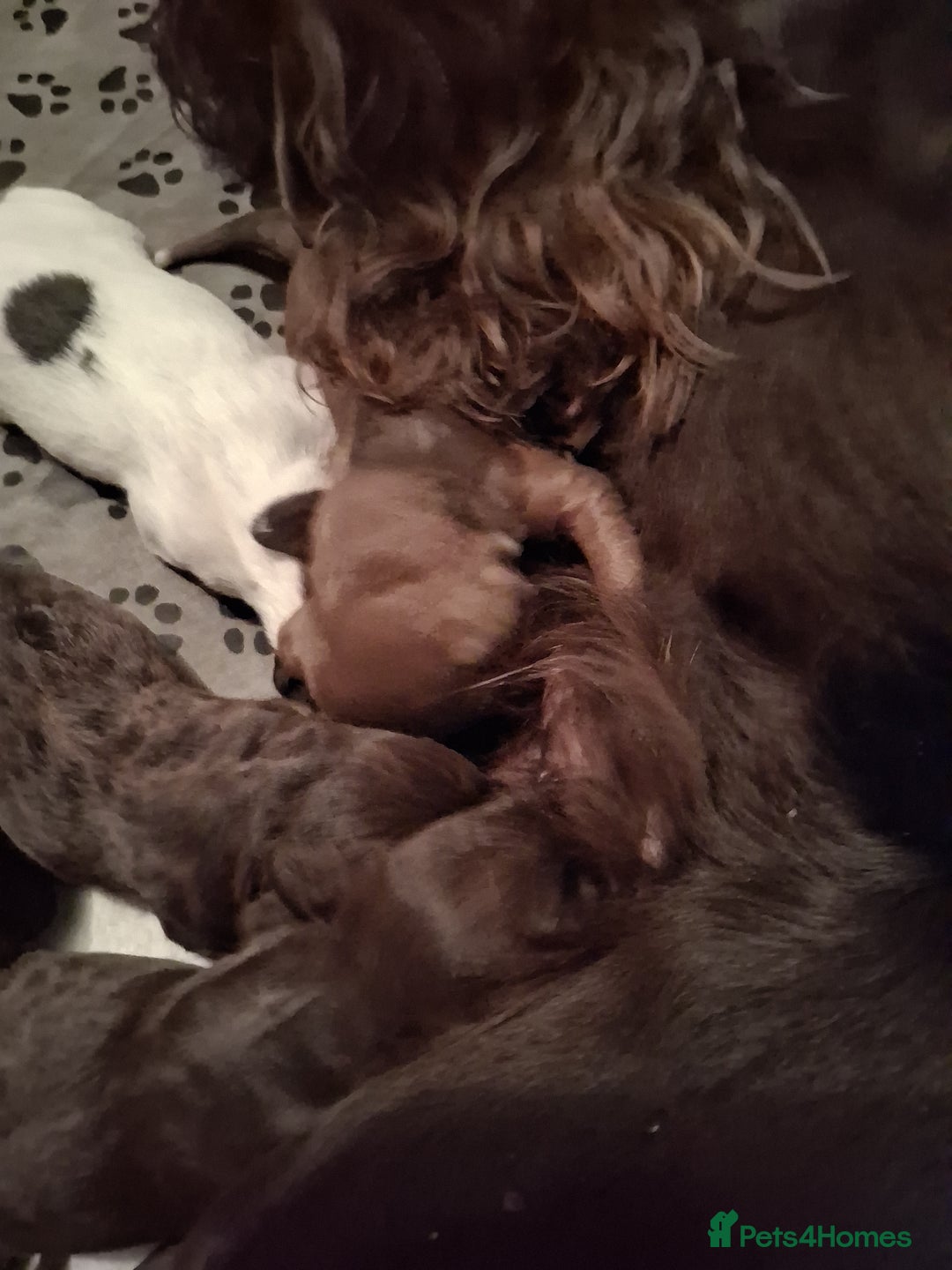 Cocker Spaniel dogs for sale: Cocker Spanial Puppies - Image 5