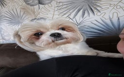 Shih Tzu dogs for sale: Cute Shih-Tzu puppies😍😍😍 - Image 10