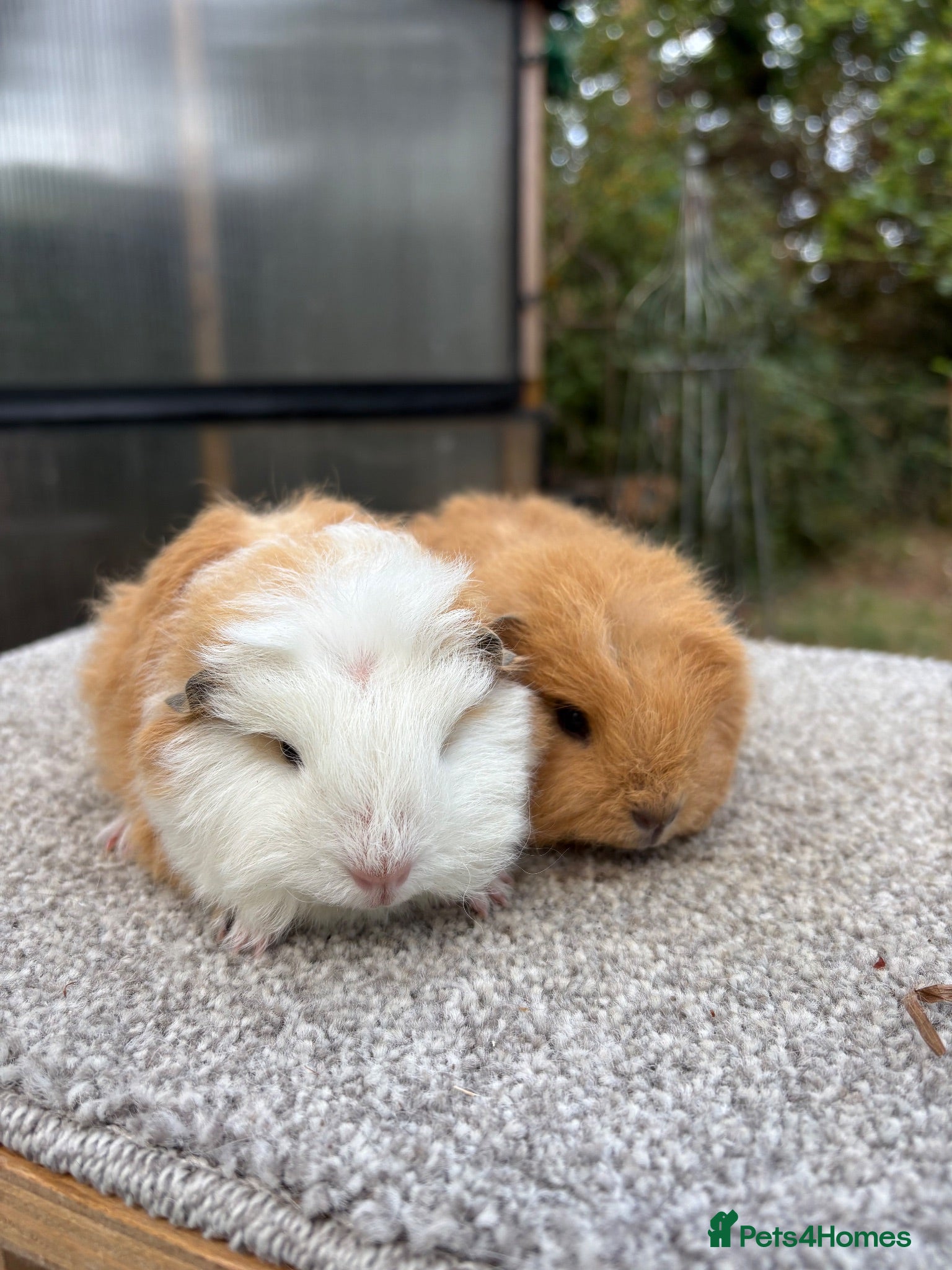 Guinea Pig rodents Swiss Guinea Pigs Boars - Advert 1