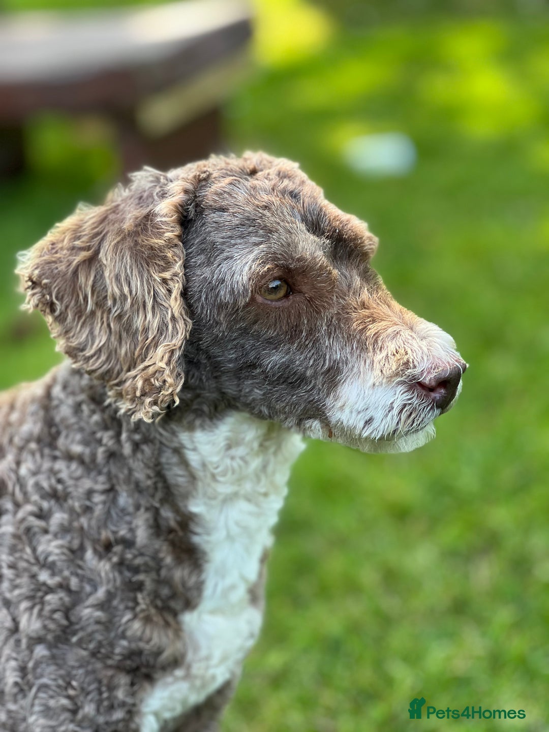 Poodle dogs for stud: Miniature Poodle at Stud Fully health tested  in Radstock - Image 5