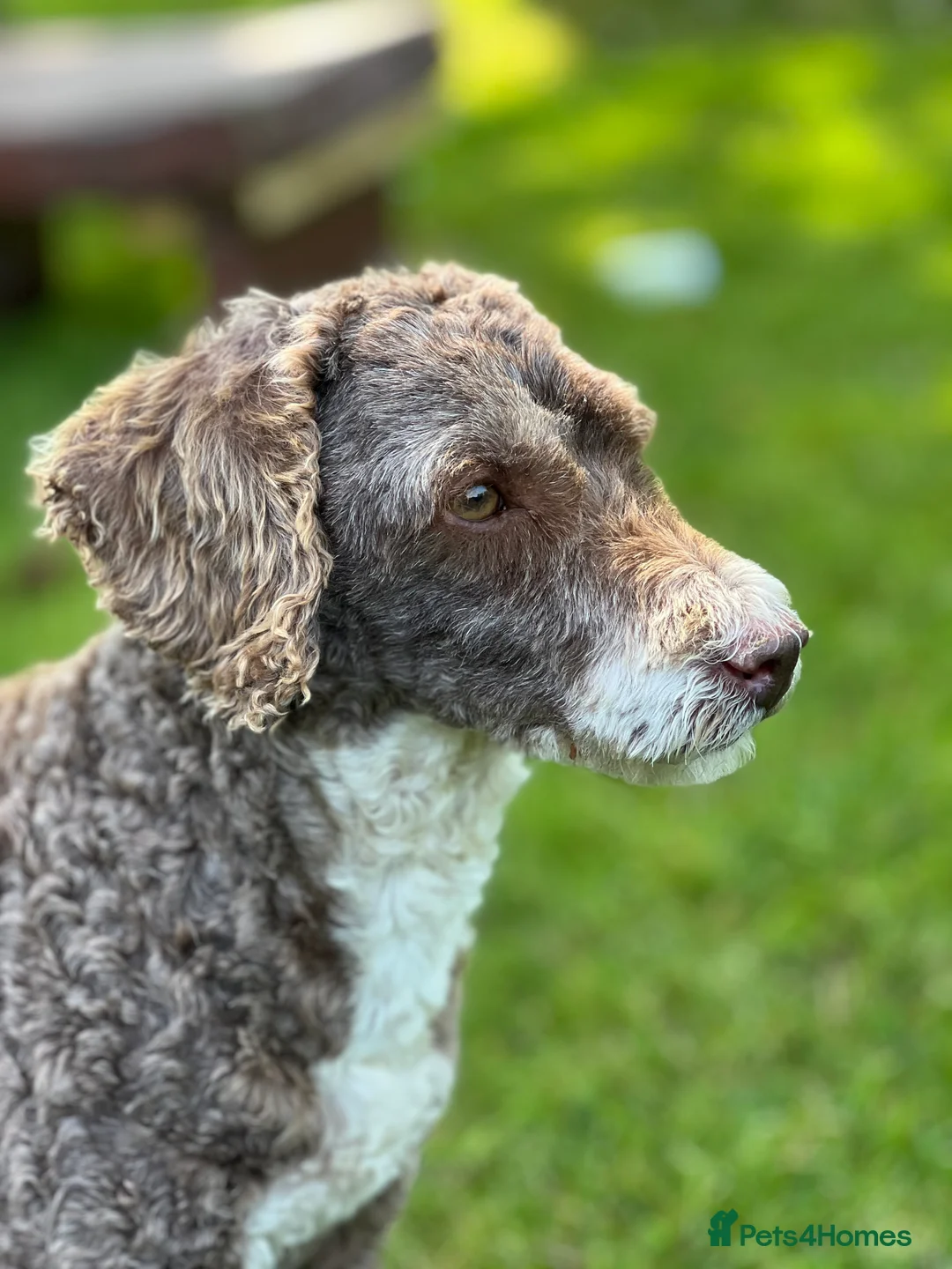 Poodle dogs for stud: Miniature Poodle at Stud Fully health tested  in Radstock - Advert 7