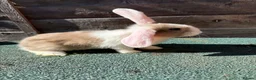 Giant Papillon rabbits for sale: continental giant , minilop , netherland draft - Advert 14