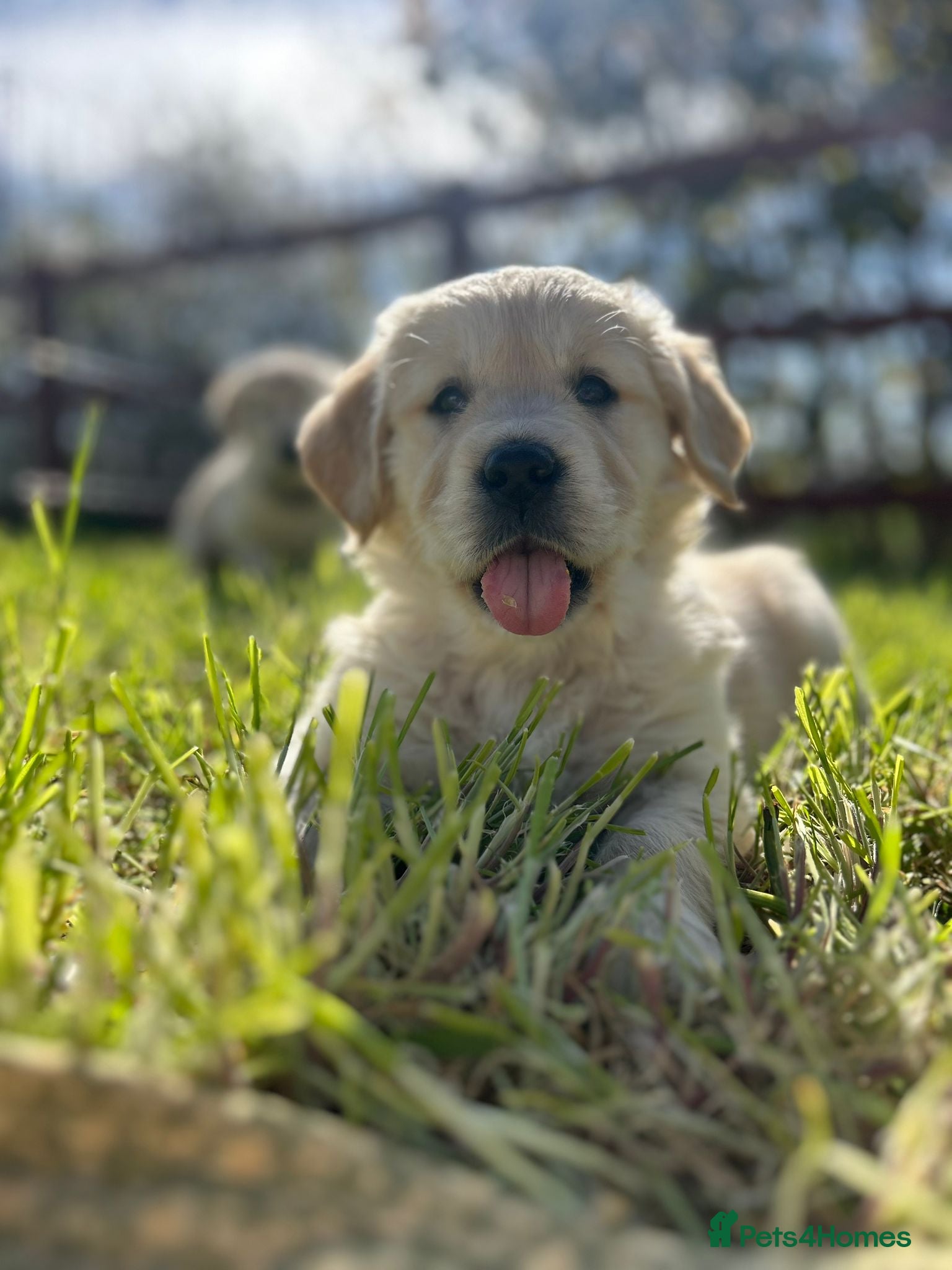 Golden Retriever dogs Golden Retriever Puppies Ready 13 April - Advert 1