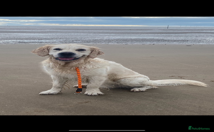 Golden Retriever dogs - Advert 6