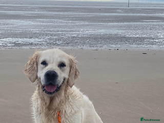 Golden Retriever dogs - Advert 29