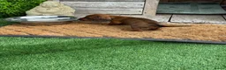 Miniature Dachshund dogs for sale: Miniature Daschund  - Advert 27