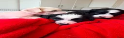 Chinese Crested dogs for sale: Pure breed Chinese Crested  - Advert 11