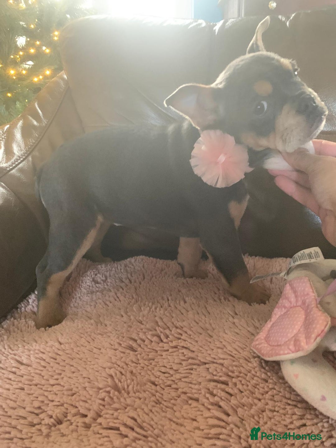 Mixed Breed dogs for sale: REDUCED GIRL!! French/English Bulldog Babies - Advert 10