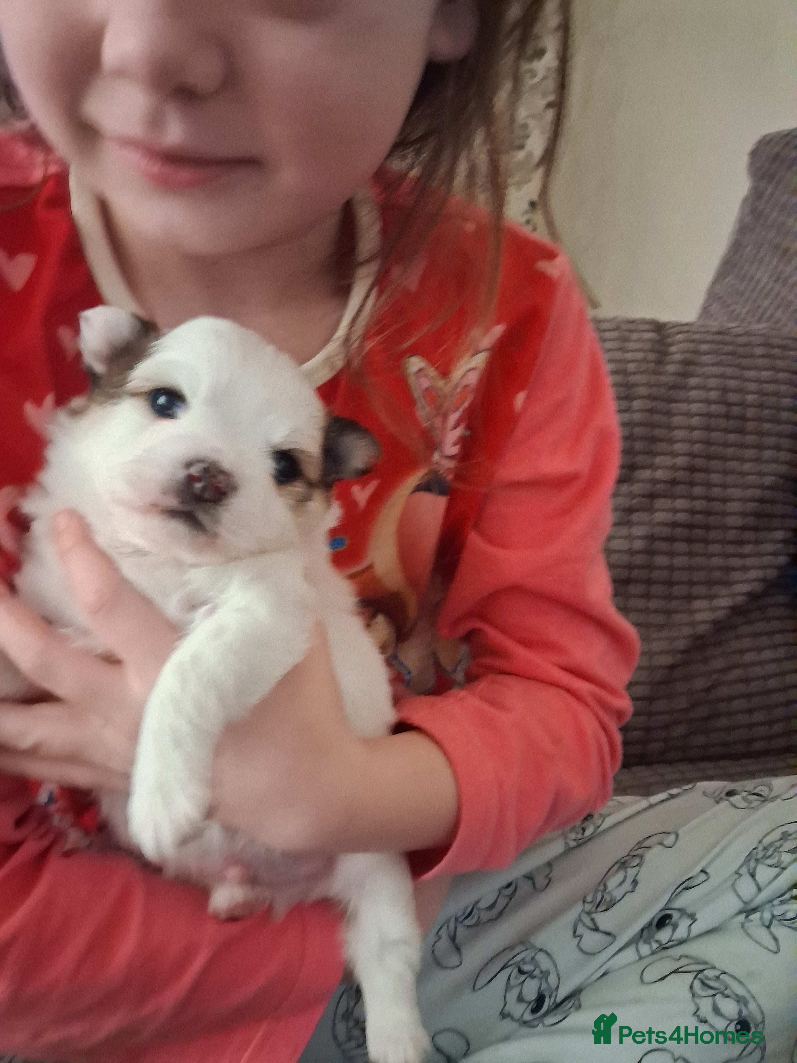 Pomchi dogs Pomchi puppies - Advert 11