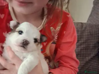 Pomchi dogs Pomchi puppies - Advert 11