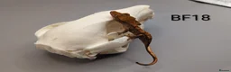 Gecko reptiles for sale: Red Harlequin Crested Gecko CB26 - Advert 4