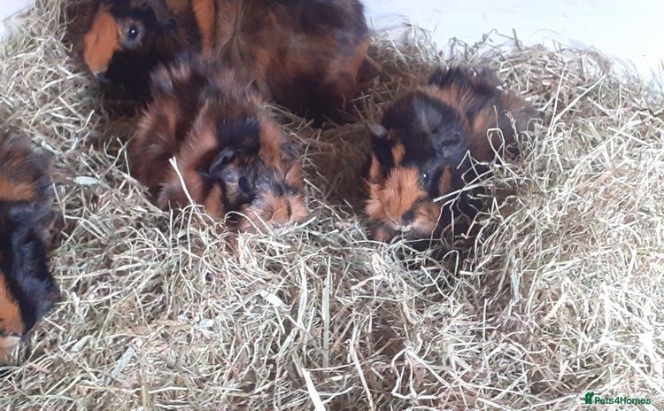 Guinea Pig rodents - Advert 2