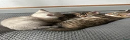 Bengal cats for sale: 2 Beautiful Male Bengal Cross Ragdoll Kittens  - Advert 6