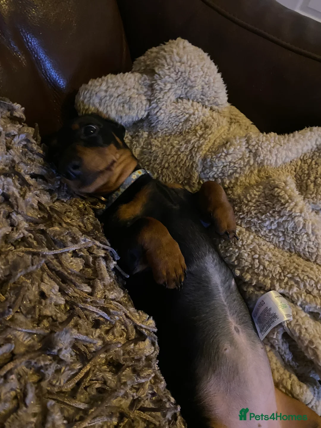 Miniature Dachshund dogs for sale: Beautiful miniature dachshund  - Advert 2