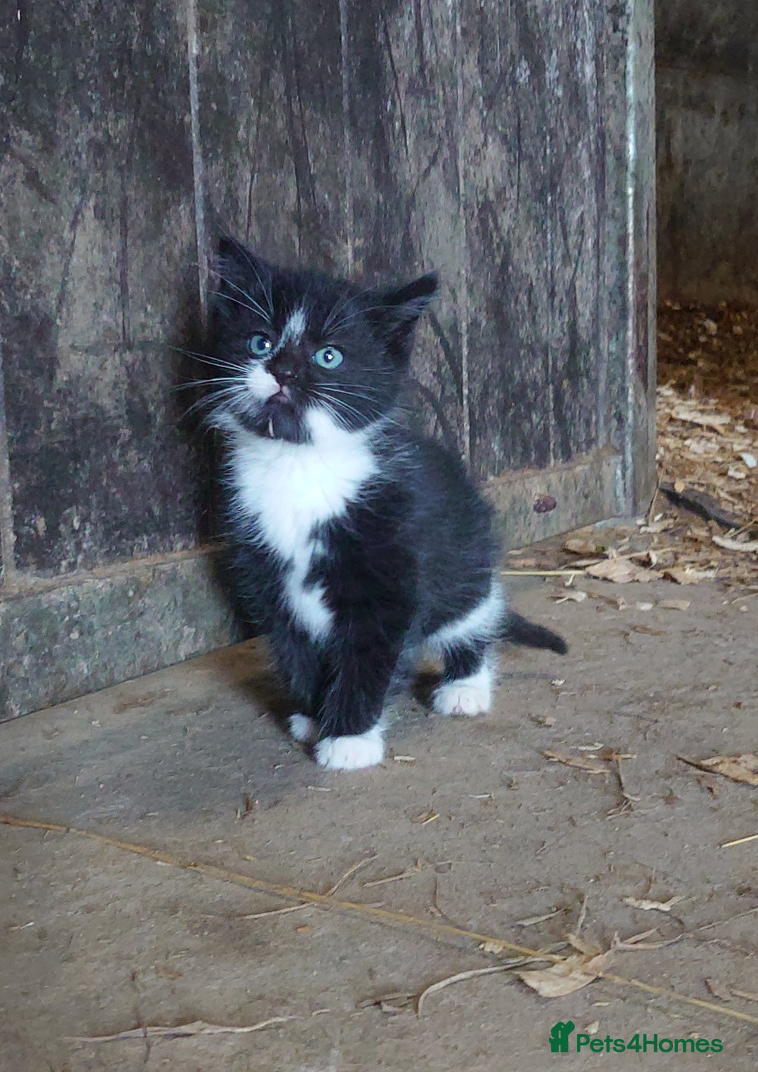 Mixed Breed cats for sale: Friendly farm kittens  - Advert 4