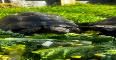 Tortoise reptiles - Advert 5