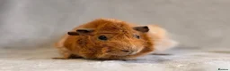 Guinea Pig rodents for sale: ✨ Retired Show Abyssinian Boars ✨ - Advert 2