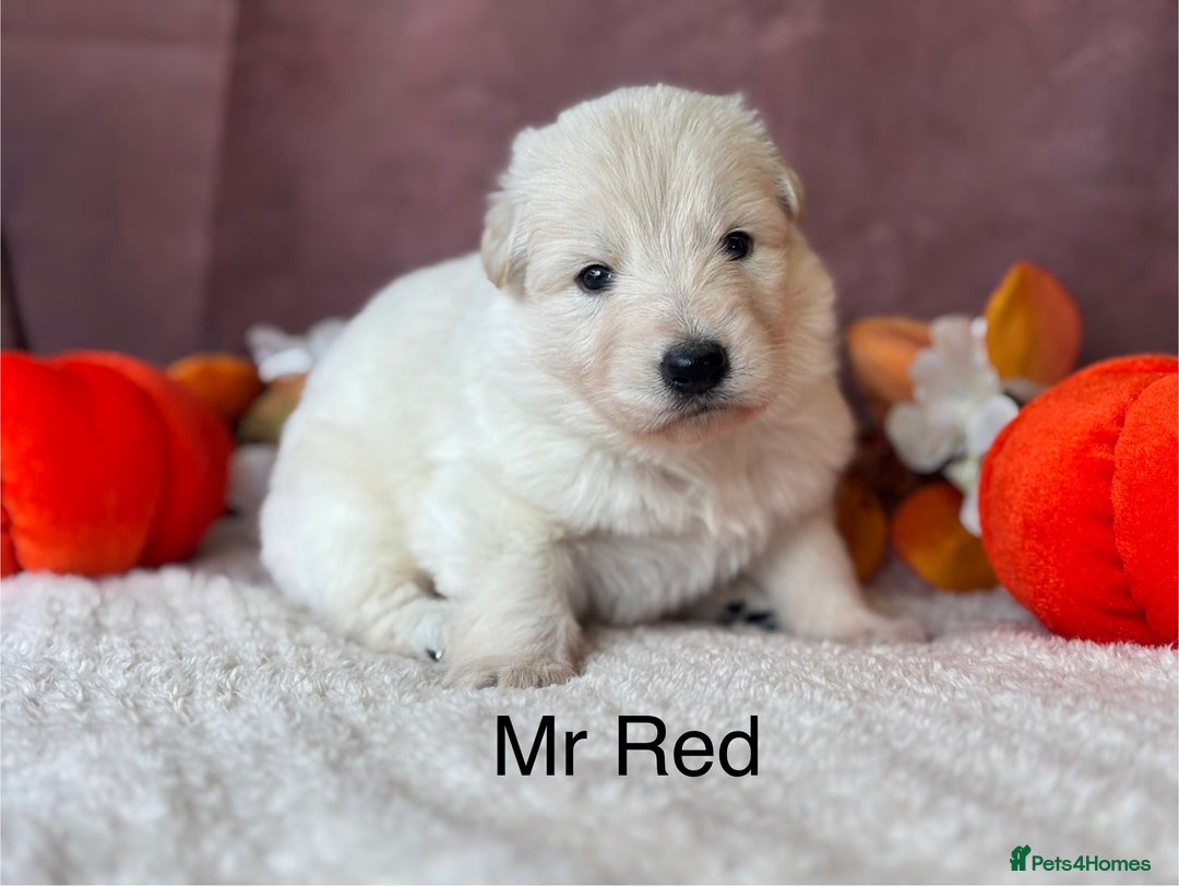 German Shepherd dogs for sale: KC White German Shepherd Puppies!👀🏡 - Image 6
