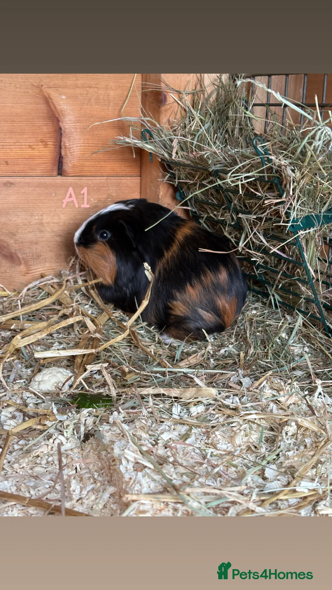 Guinea Pig rodents for sale: Young guinea pigs for sale  - Advert 2