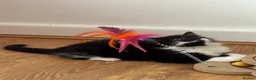 Mixed Breed cats for sale: * 7 BEAUTIFUL KITTENS * 4 FEMALE AND 3 MALE * - Advert 12