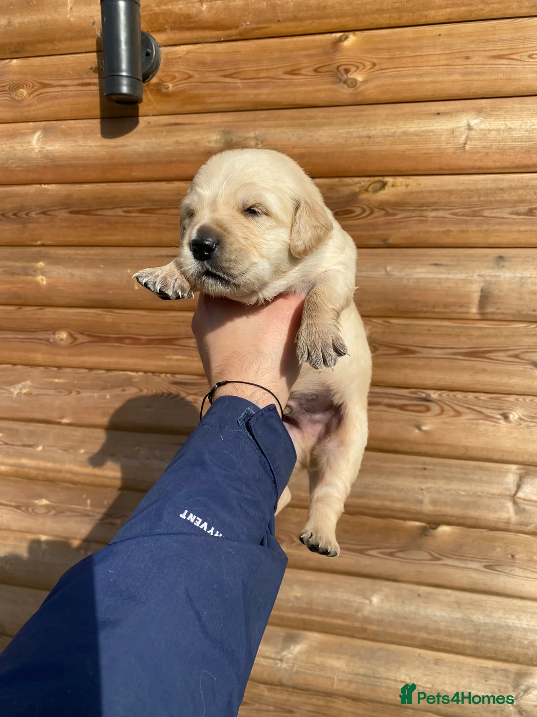 Golden Retriever dogs for sale: 💛🤍 5 Star ⭐️🐶 Golden Retriever Pups 🐶 🌟🤍💛 - Advert 38