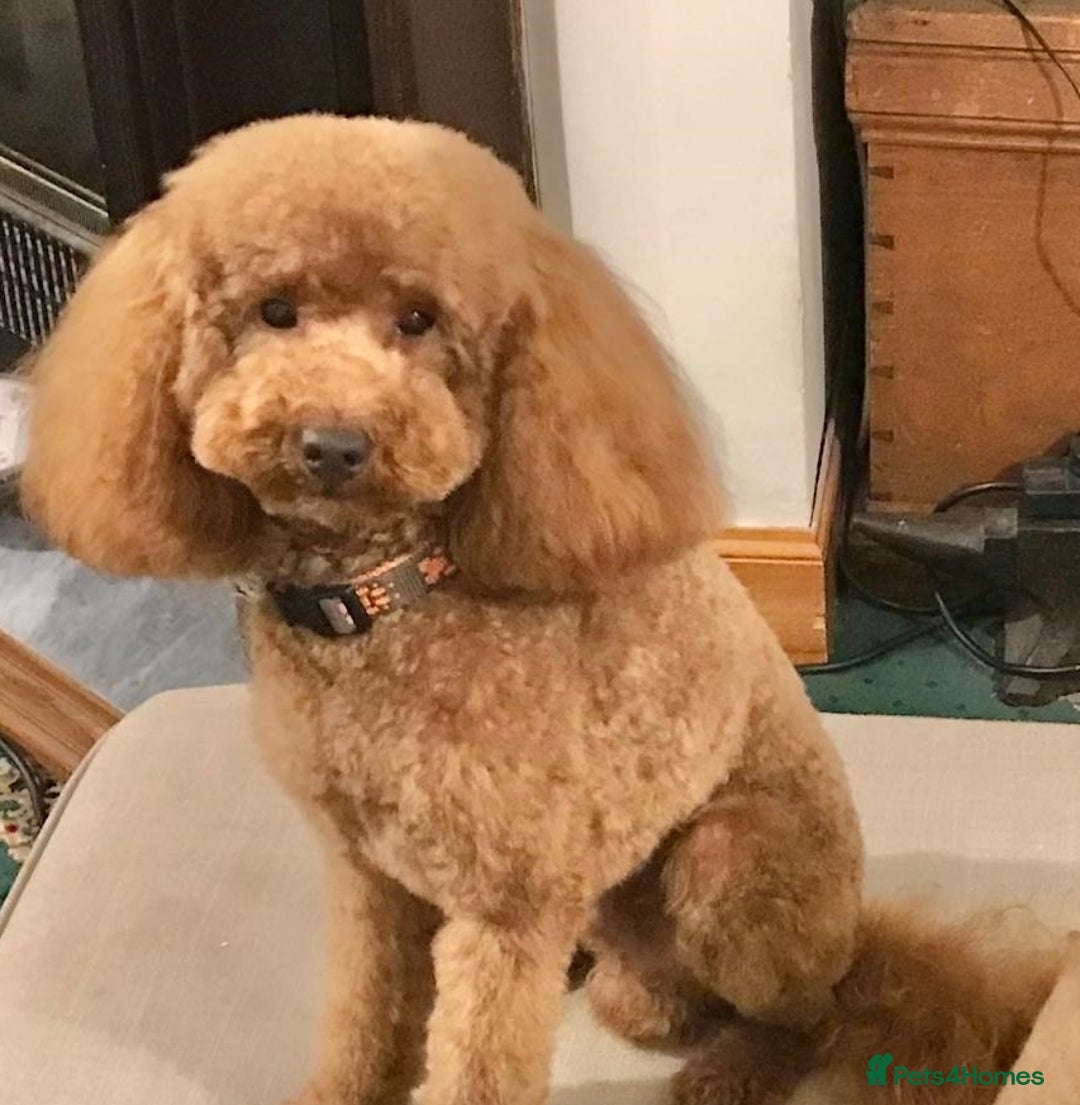 Toy Poodle dogs for sale: KC TOY POODLE PUPS READY FOR FOREVER HOMES - Image 7