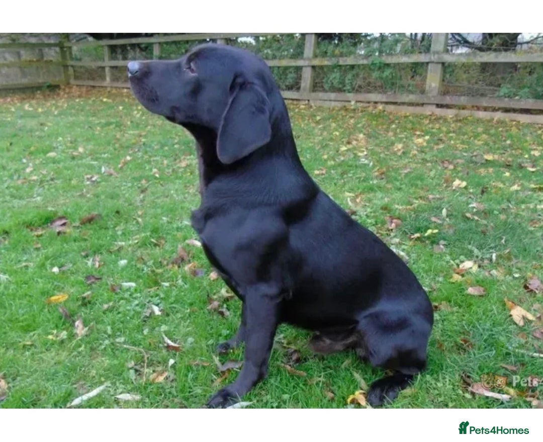 Labrador Retriever dogs for stud: Stunning KC reg, health tested Labrador for stud - Image 5