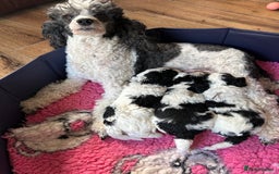 Miniature Poodle dogs for sale: Parti Miniature Poodles - Image 6