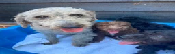 Bedlington Terrier dogs for sale: Bedlington terrie   - Advert 1