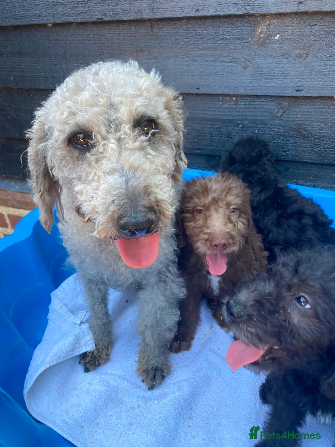 Bedlington Terrier dogs for sale: Bedlington terrie   - Advert 1