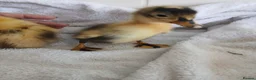 Mixed Breed birds for sale: Pure Indian runner ducklings 🐥  in Cirencester - Advert 3