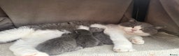 British Shorthair cats for sale: 3 British Shorthair kittens ready for loving home  - Advert 4