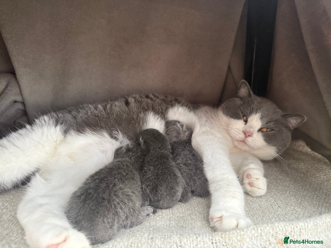 British Shorthair cats for sale: 3 British Shorthair kittens ready for loving home  - Advert 4